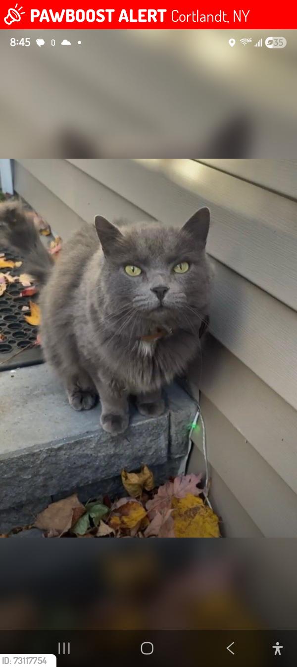 Lost Female Cat last seen Croton ave & Croton park road, Cortlandt, NY 10567
