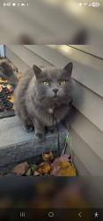 Lost Female Cat last seen Croton ave & Croton park road, Cortlandt, NY 10567