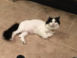 Lost Male Cat last seen R.D. Mize Road and Crenshaw Road, Independence, MO 64057