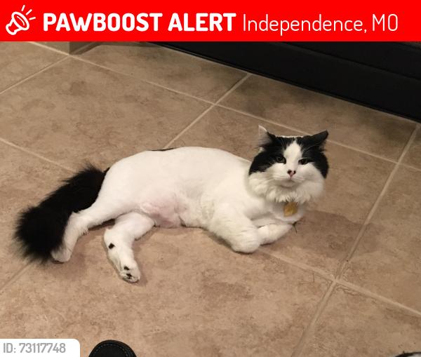 Lost Male Cat last seen R.D. Mize Road and Crenshaw Road, Independence, MO 64057