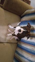 Found/Stray Female Dog last seen Near N 38th St, Van Buren, AR 72956