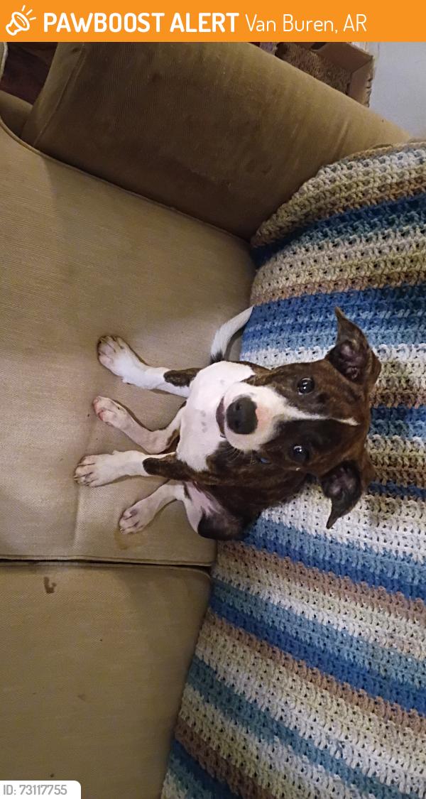 Found/Stray Female Dog last seen Near N 38th St, Van Buren, AR 72956