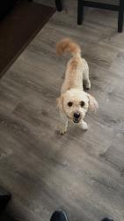 Reunited Male Dog last seen Washington & 104th ave, Northglenn, CO 80233