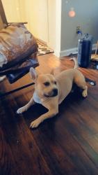 Lost Male Dog last seen East Outer Dr, Detroit, MI 48234