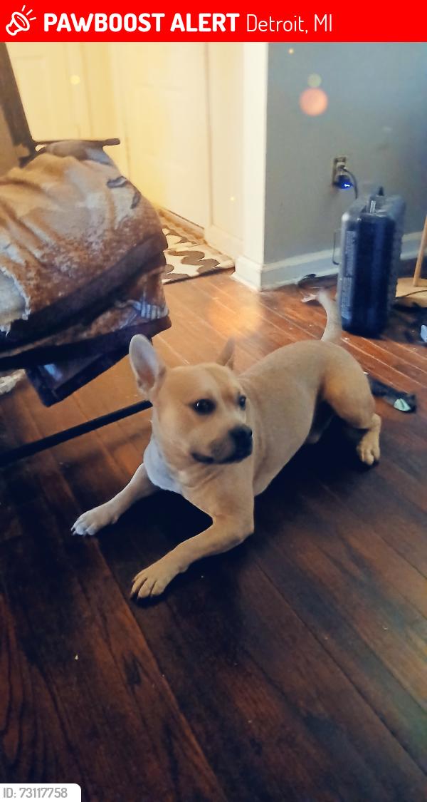 Lost Male Dog last seen East Outer Dr, Detroit, MI 48234
