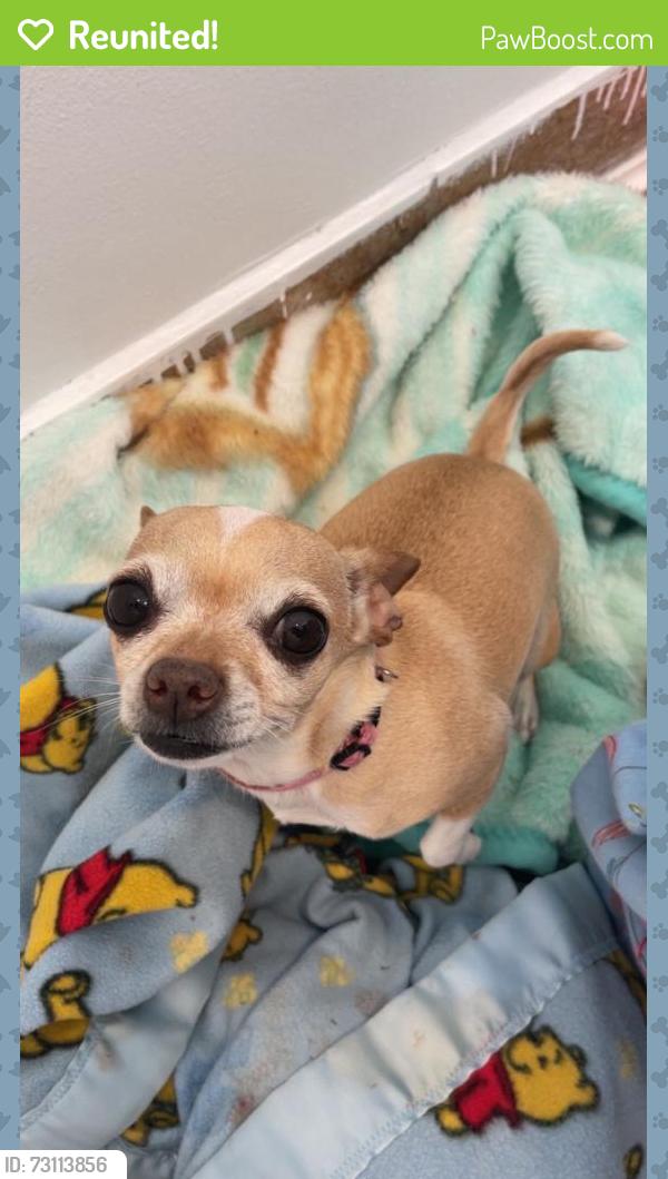 Reunited Female Dog last seen Commerce City, CO, USA, Commerce City, CO 80022