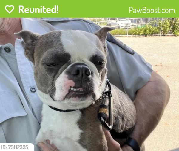Reunited Female Dog last seen Kingsway and Joyce, Vancouver, BC V5R 4H6