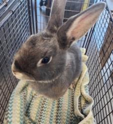 Shelter Stray Female Other last seen , 11361 W Pico Blvd, Los Angeles, CA 90064, USA