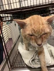 Shelter Stray Male Cat last seen Near BLK HUGHES WAY, LONG BEACH, CA 90810, 7700 E Spring St, Long Beach, CA 90815, USA