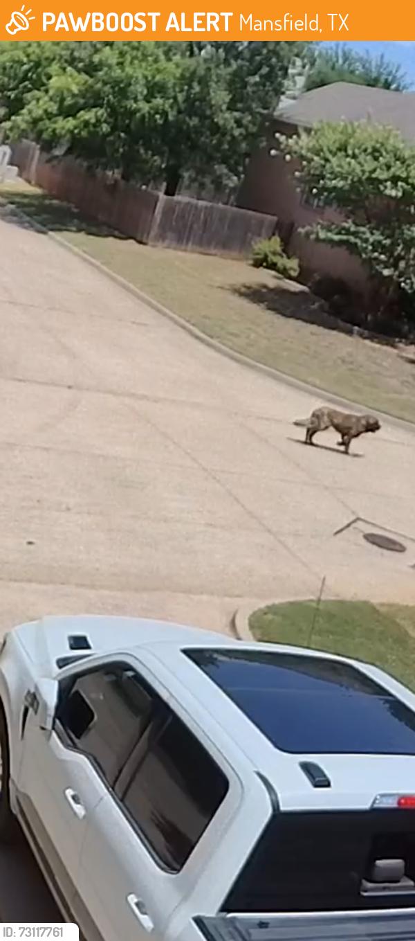 Found/Stray Unknown Dog last seen Crestwood trl at Debbie ln, Mansfield, TX 76063