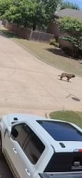 Found/Stray Unknown Dog last seen Crestwood trl at Debbie ln, Mansfield, TX 76063