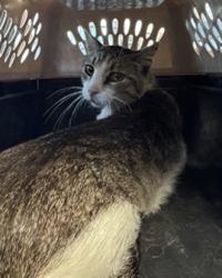 Shelter Stray Male Cat last seen , 11361 W Pico Blvd, Los Angeles, CA 90064, USA