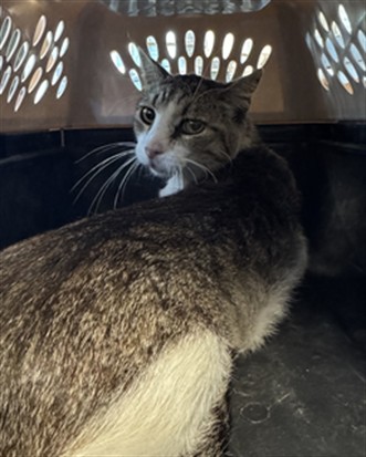 Shelter Stray Male Cat last seen , 11361 W Pico Blvd, Los Angeles, CA 90064, USA