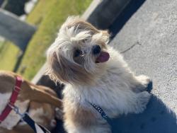Reunited Male Dog last seen Garford st & Atherton, Long Beach, CA 90815
