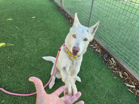 Shelter Stray Female Dog last seen , 14409 Vanowen St, Van Nuys, CA 91405, USA