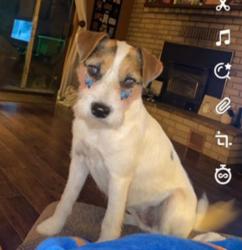 Reunited Female Dog last seen Rumble, Modesto, CA 95350
