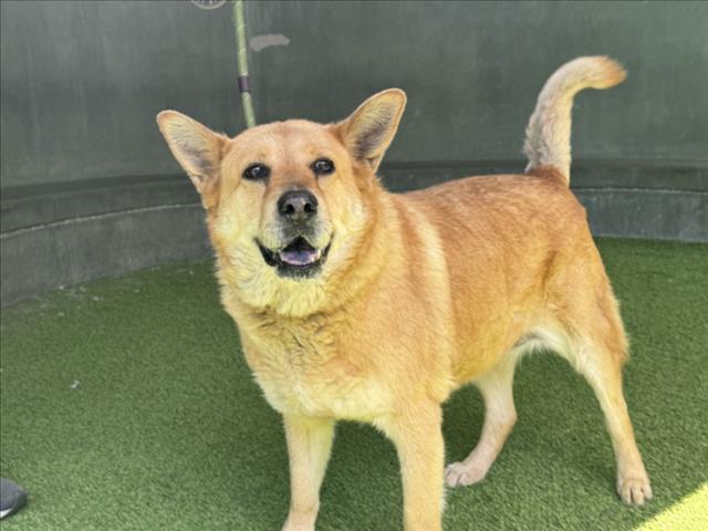 Shelter Stray Female Dog last seen , 14409 Vanowen St, Van Nuys, CA 91405, USA
