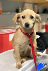 Shelter Stray Female Dog last seen Near BLOCK REYNOLDS RD, RIVERSIDE, CA, 6851 Van Buren Boulevard, Jurupa Valley, CA 92509, USA