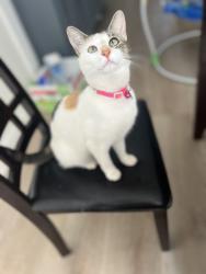 Lost Female Cat last seen Five forks trickum and Charlie lane, Lilburn, GA 30047