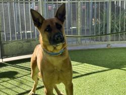 Shelter Stray Male Dog last seen , 14409 Vanowen St, Van Nuys, CA 91405, USA