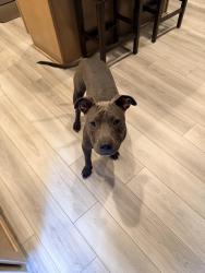 Found/Stray Male Dog last seen Heart Pine and Lebanon Road, Mebane, NC 27302