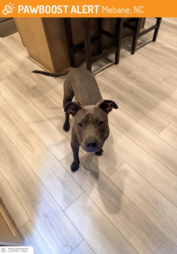 Found/Stray Male Dog last seen Heart Pine and Lebanon Road, Mebane, NC 27302