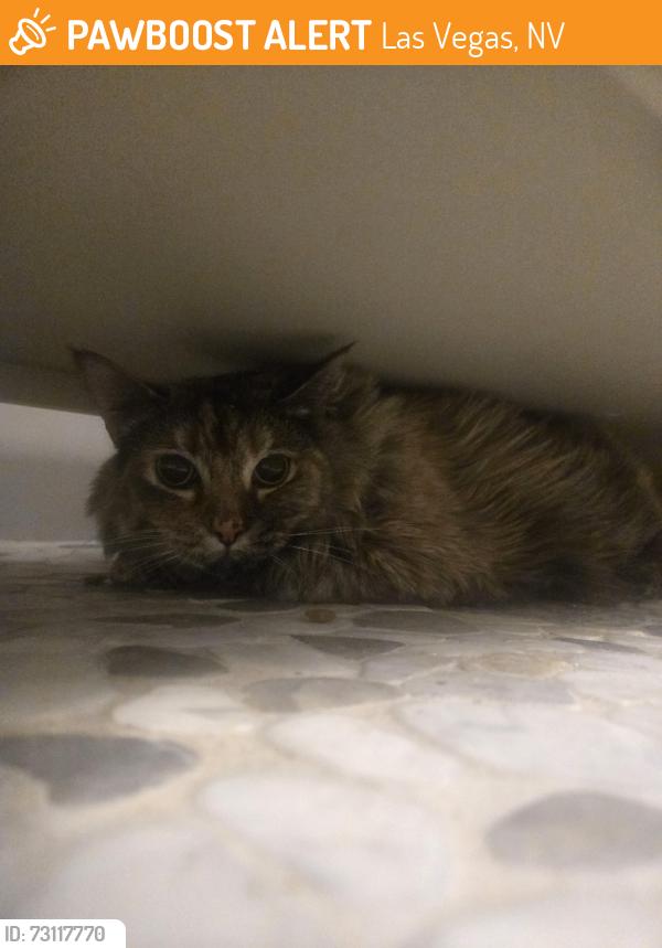 Found/Stray Unknown Cat last seen Alta and Rainbow, Las Vegas, NV 89107