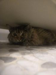 Found/Stray Unknown Cat last seen Alta and Rainbow, Las Vegas, NV 89107