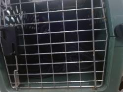 Shelter Stray Unknown Cat last seen Near BLOCK NW 115TH TER, 2811 SE 29th St, Oklahoma City, OK 73129, USA