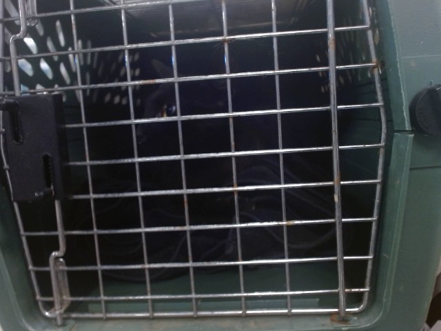 Shelter Stray Unknown Cat last seen Near BLOCK NW 115TH TER, 2811 SE 29th St, Oklahoma City, OK 73129, USA
