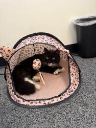 Found/Stray Female Cat last seen Near Norco Target, Norco, CA 92860