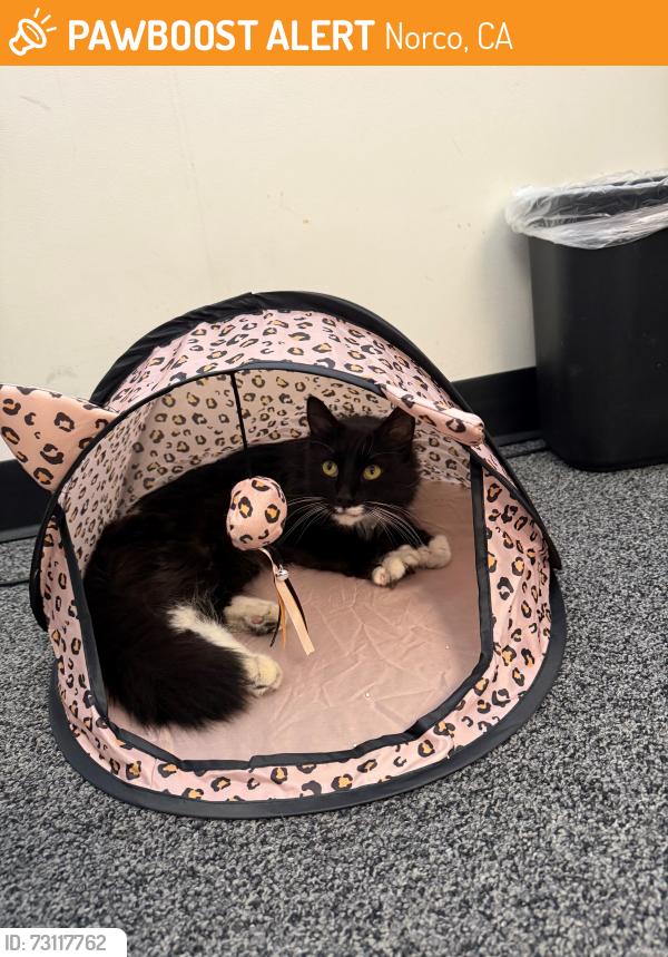 Found/Stray Female Cat last seen Near Norco Target, Norco, CA 92860