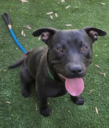 Shelter Stray Male Dog last seen , 1850 W 60th St, Los Angeles, CA 90047, USA