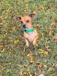 Reunited Male Dog last seen Heubner Rd and Churchill ests Blvd, San Antonio, TX 78248