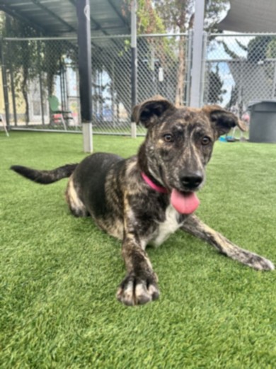 Shelter Stray Female Dog last seen , 1850 W 60th St, Los Angeles, CA 90047, USA