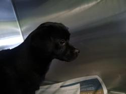 Shelter Stray Male Dog last seen , 1850 W 60th St, Los Angeles, CA 90047, USA