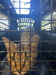 Shelter Stray Male Cat last seen IRONWOOD PARK, WVC, 4522 W 3500 S, West Valley City, UT 84120, USA