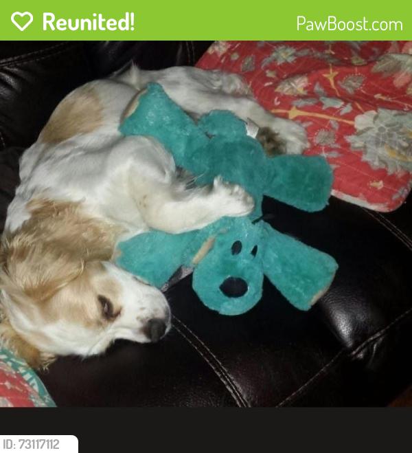Reunited Male Dog last seen Bunker and Riddell Rd, Bremerton, WA 98310
