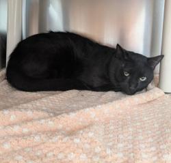 Shelter Stray Male Cat last seen Near BLOCK BUCKINGHAM AVE, DETROIT MI 48224, 7401 Chrysler Dr, Detroit, MI 48211, USA
