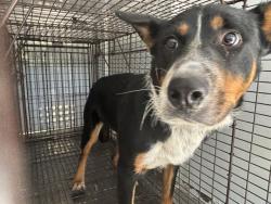 Shelter Stray Male Dog last seen Near BLOCK COSTA DR, BAKERSFIELD CA 93307, 3951 Fruitvale Ave, Bakersfield, CA 93308, USA