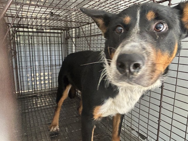 Shelter Stray Male Dog last seen Near BLOCK COSTA DR, BAKERSFIELD CA 93307, 3951 Fruitvale Ave, Bakersfield, CA 93308, USA