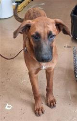 Shelter Stray Male Dog last seen Near BLOCK FAIVRE ST, 130 Beyer Way, Chula Vista, CA 91911, USA