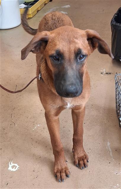 Shelter Stray Male Dog last seen Near BLOCK FAIVRE ST, 130 Beyer Way, Chula Vista, CA 91911, USA