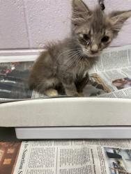Shelter Stray Female Cat last seen WARE AVE, 2020 Forest St, Jacksonville, FL 32204, USA