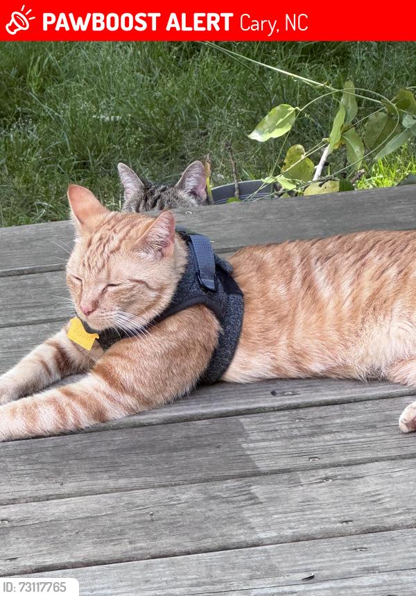 Found/Stray Male Cat last seen Coltsgate Drive and Lochmere drive, Cary, NC 27518
