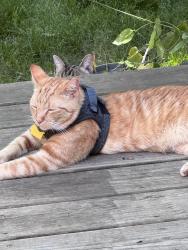Found/Stray Male Cat last seen Coltsgate Drive and Lochmere drive, Cary, NC 27518
