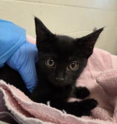 Shelter Stray Female Cat last seen Near BLOCK BRIGHTON ROAD, 12155 Park Blvd, Brighton, CO 80601, USA