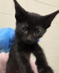 Shelter Stray Female Cat last seen Near BLOCK BRIGHTON ROAD, 12155 Park Blvd, Brighton, CO 80601, USA