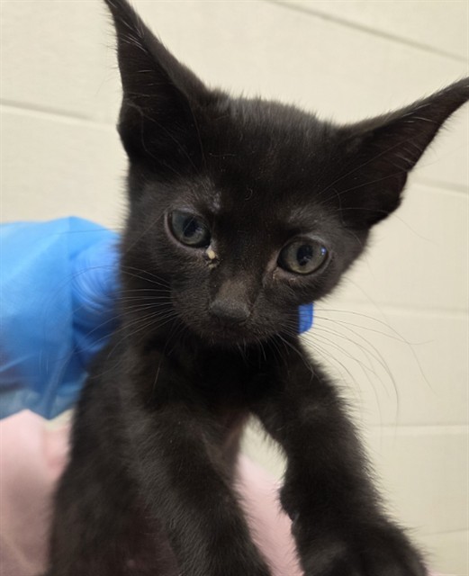 Shelter Stray Female Cat last seen Near BLOCK BRIGHTON ROAD, 12155 Park Blvd, Brighton, CO 80601, USA