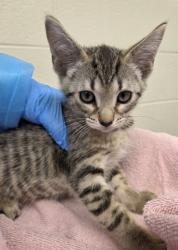 Shelter Stray Male Cat last seen Near BLOCK BRIGHTON ROAD, 12155 Park Blvd, Brighton, CO 80601, USA
